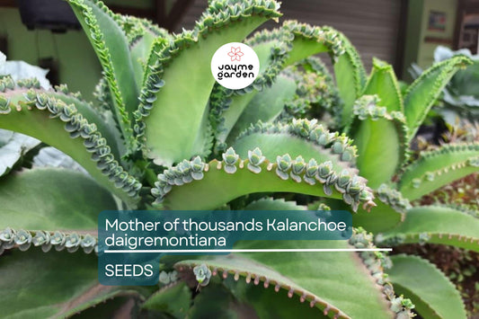 Mother of Thousands (Kalanchoe daigremontiana) – 25 Rare Succulent Seeds | Mexican Hat Plant for Indoor & Outdoor Gardens