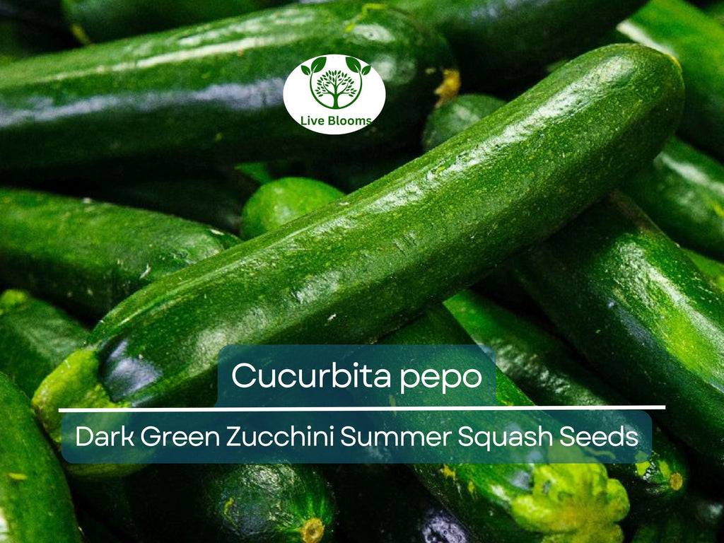 1 Gram Seeds Dark Green Zucchini Summer Squash – Cucurbita pepo | High-Yield Vegetable for Planting & Gardening
