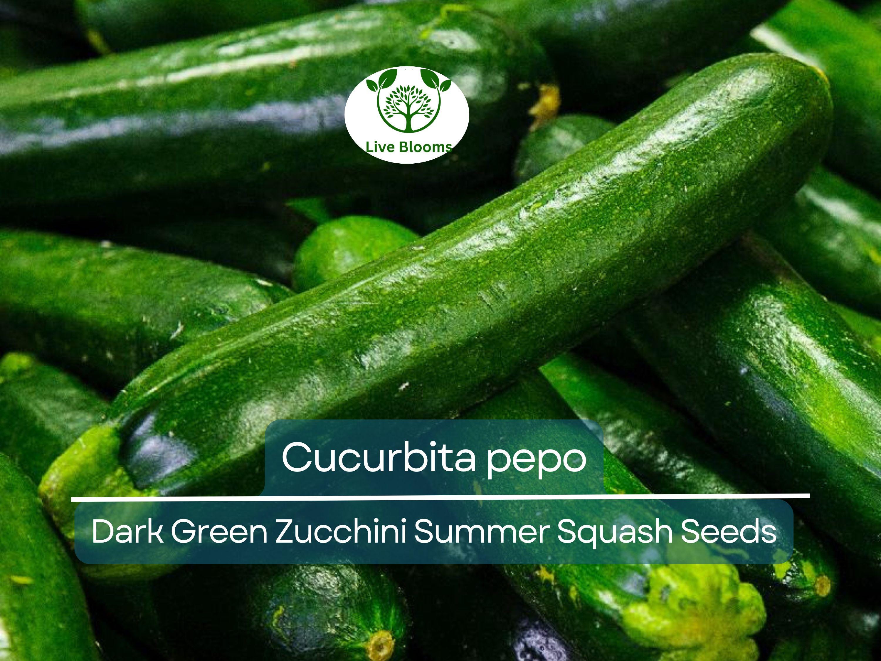 1 Gram Seeds Dark Green Zucchini Summer Squash – Cucurbita pepo | High-Yield Vegetable for Planting & Gardening