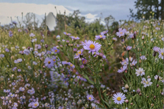 Smooth Blue Aster Seeds – Symphyotrichum laeve, Native Perennial, Pollinator Wildflower (100 Seeds)