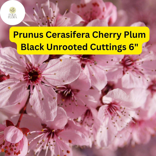 3 Unrooted Cuttings 6" Prunus Cerasifera 'Cherry Plum Black' | Live Fruit Tree Plant for Home Orchards & Landscaping