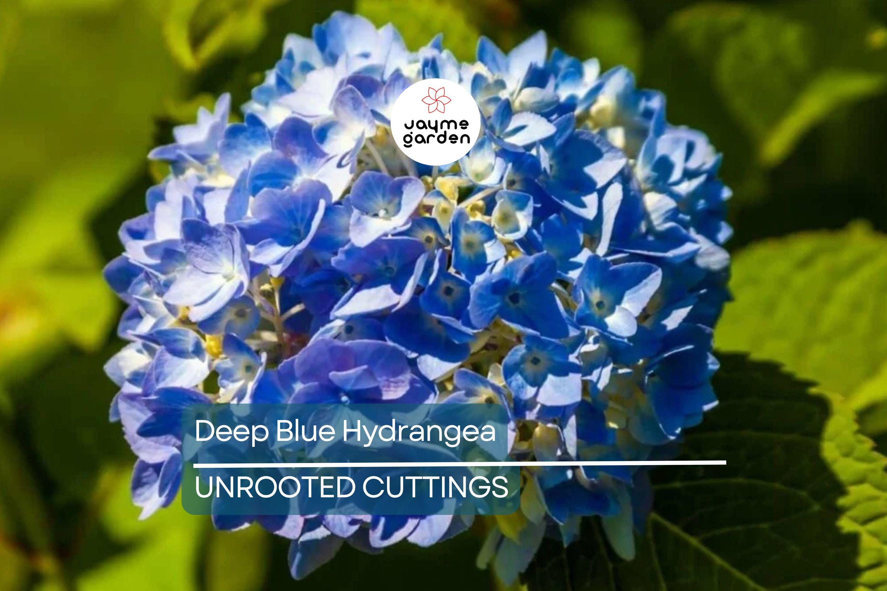 10 Fresh Cuttings of Deep Blue Hydrangea - Unrooted Starter Plant