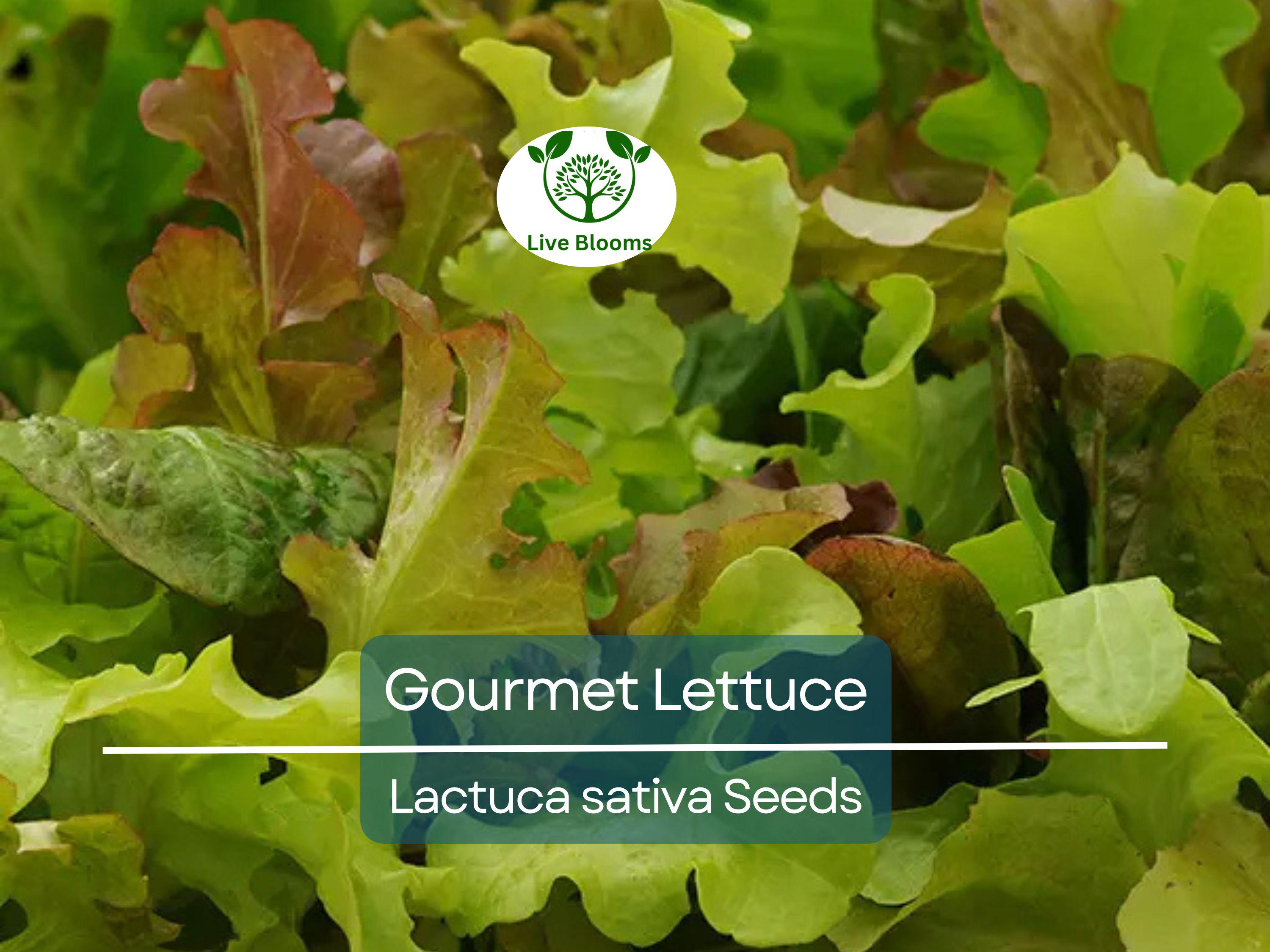 1000 Gourmet Lettuce Blend Seeds | Mixed Salad Bowl Lettuce, Crisp & Fresh, Easy to Grow, Ideal for Home Gardens, Variety of Leaf Types