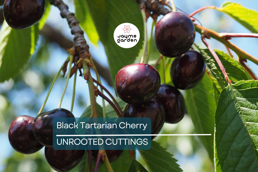 6 Black Tartarian Cherry Scions for Grafting | Sweet, Berry-Like Fruit | Early Bloomer | Fresh Cuttings