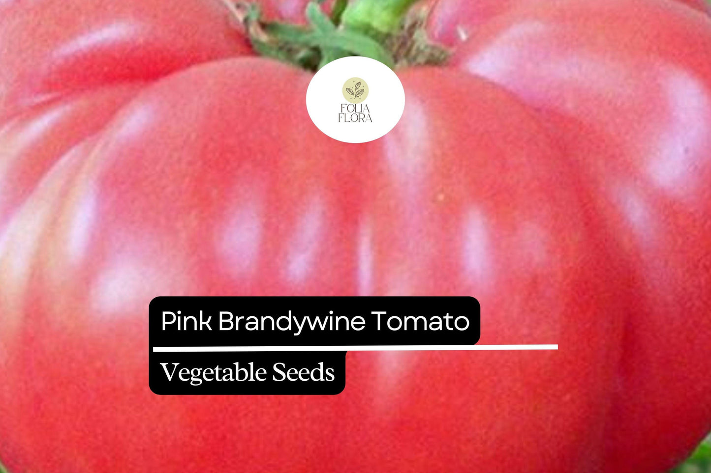 30 Seeds Pink Brandywine Tomato - Solanum lycopersicum | Heirloom, Juicy, and Flavorful Tomatoes