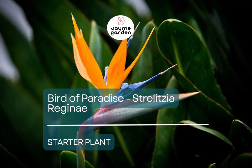 Bird of Paradise Starter Plant - Strelitzia Reginae Seedling - Crane Flower, 6" Tall, Tropical Plant for Gardens, Containers & Indoor Decor
