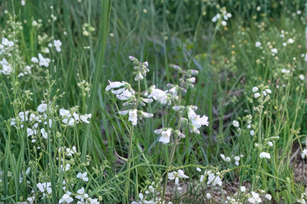 Pale Beardtongue Seeds – Penstemon pallidus | 100 Seeds | Native Wildflower for Pollinator & Prairie Gardens