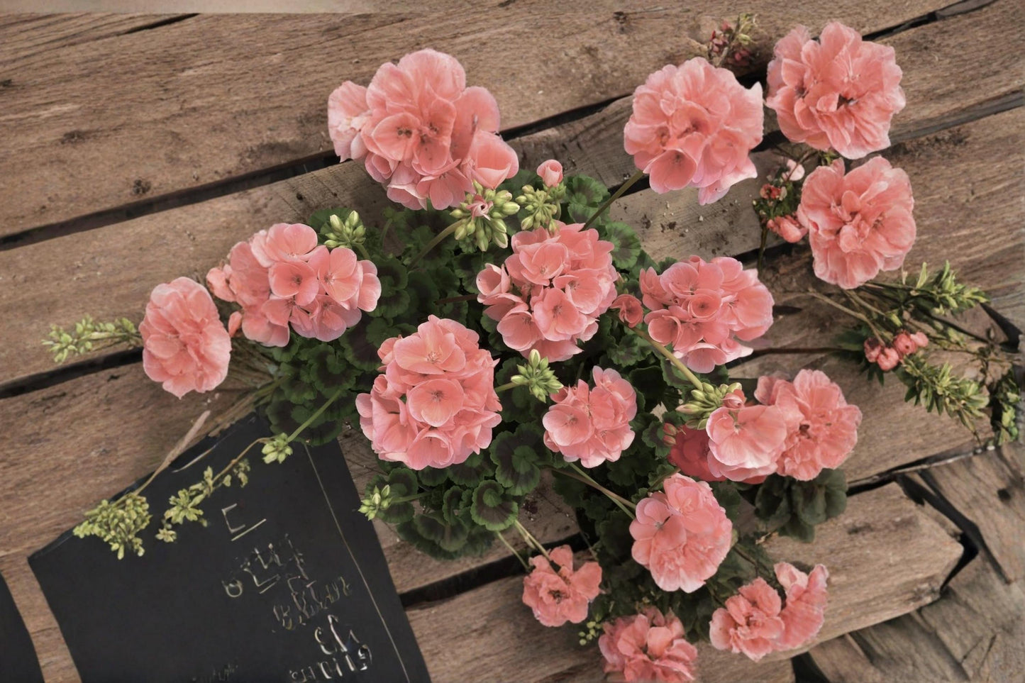 Coral Zonal Geranium 10 Cuttings (Pelargonium) Unrooted Flowering Plant