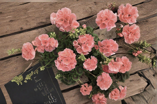 Coral Zonal Geranium 10 Cuttings (Pelargonium) Unrooted Flowering Plant