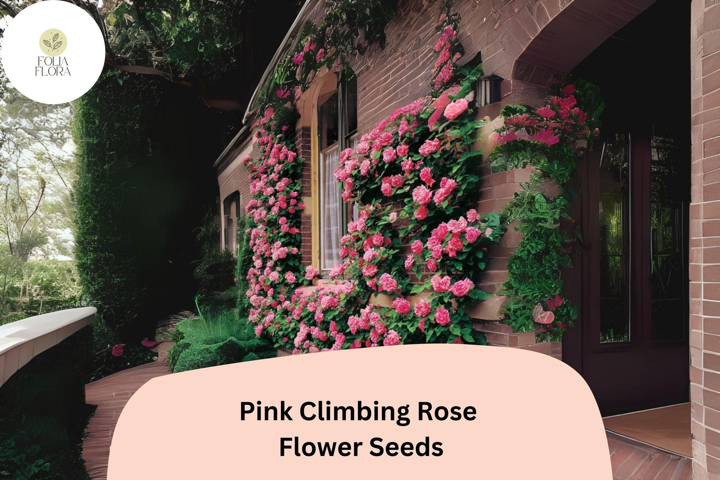 20pcs Pink Climbing Rose Seeds – Rare Climbing Roses, Vibrant Pink Blooms, Fast Growing, Perfect for Arches, Fences & Trellises