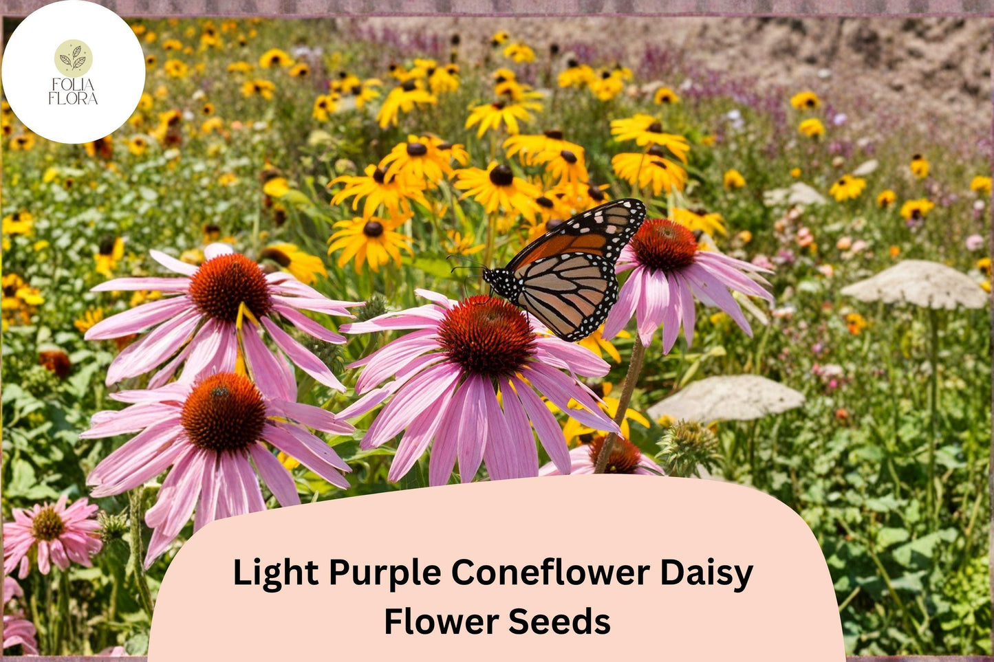 200+ Light Purple Coneflower Daisy Seeds | Echinacea purpurea | Hardy Perennial | Pollinator Garden Favorite