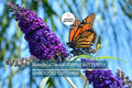 Purple Butterfly Bush Cuttings - 7 Unrooted 6" Live Plants, Fast-Growing, Flowering Shrub for Outdoor Gardens, USDA Zones 5-9