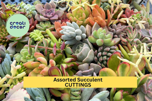 20 Assorted Succulent Cuttings – Mixed Varieties for Planting | Easy to Root, Colorful Drought-Tolerant Plants for Pots or Arrangements