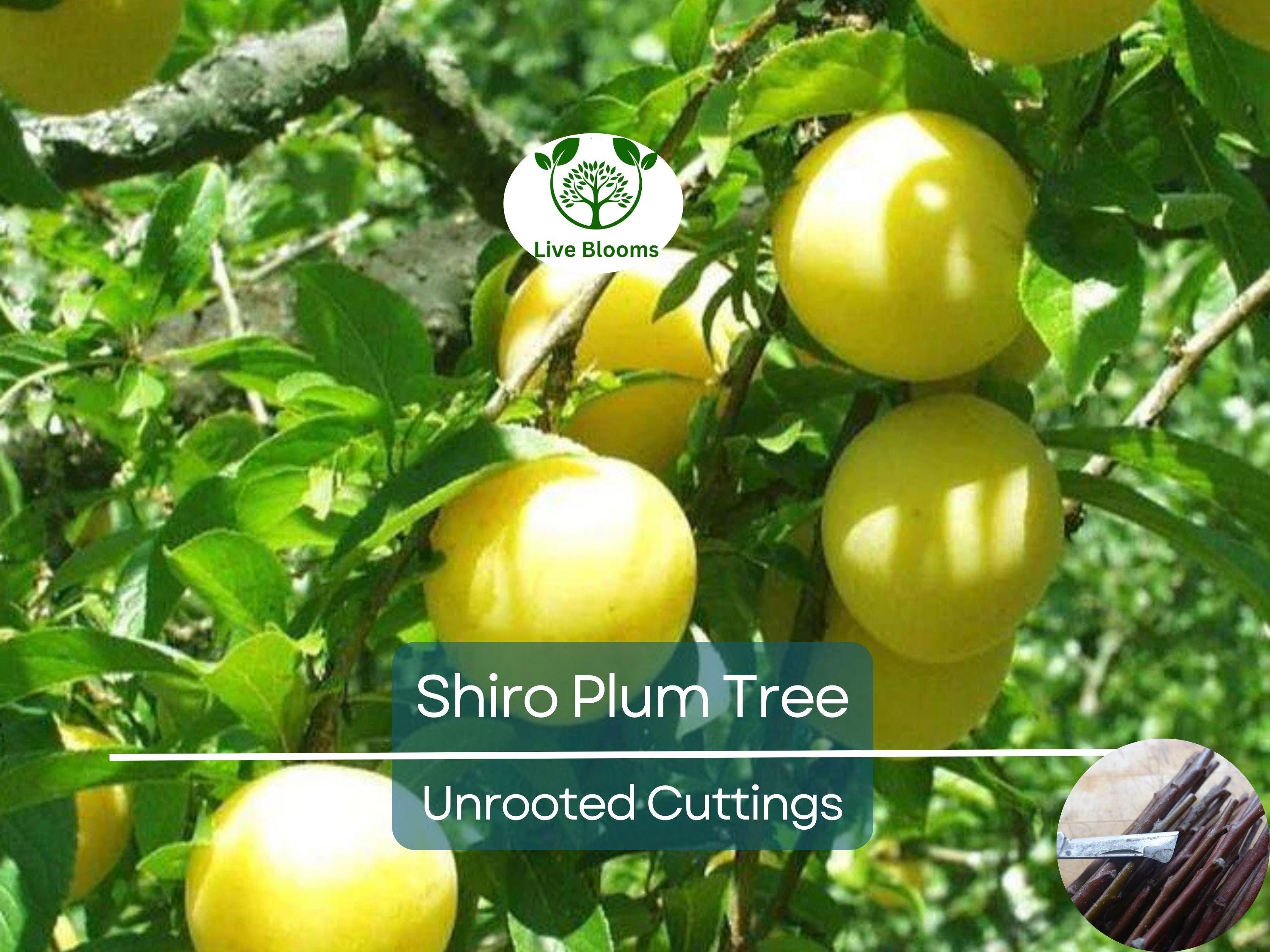 3 Shiro Plum Scions 6-10" Unrooted Cutting for Rooting or Grafting – Prunus salicina, Japanese Plum, Tree Scion, Plum Tree Propagation