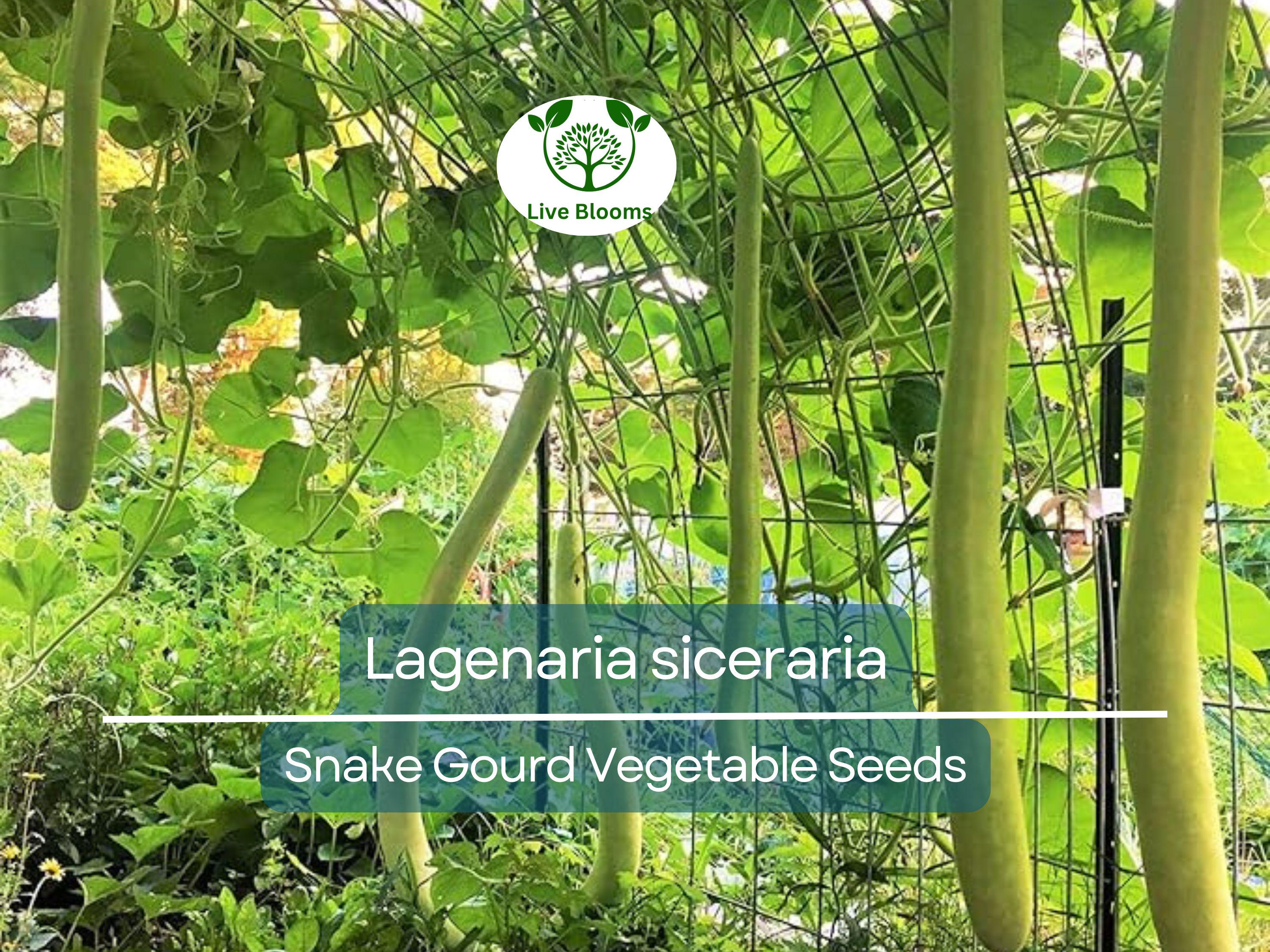 10 Seeds Snake Gourd (Lagenaria siceraria) – Edible, Long, Non-GMO, Heirloom, Easy to Grow, Perfect for Cooking, Unique Garden Vegetable