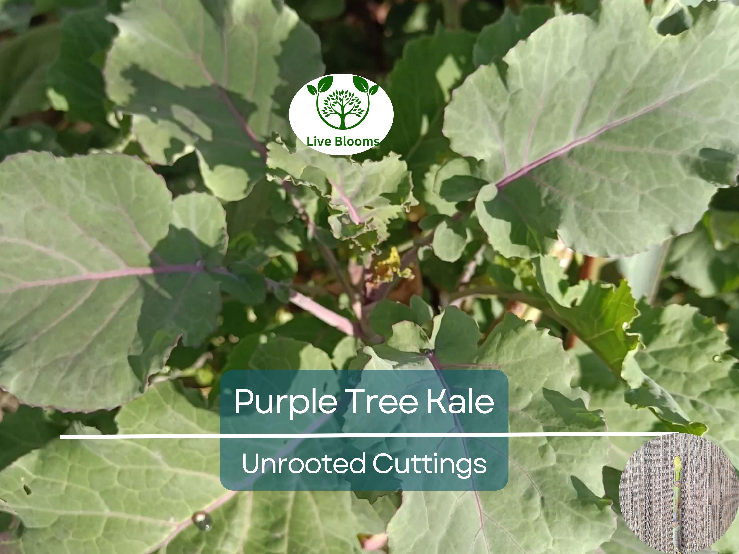 2 Unrooted Perennial Purple Tree Kale Cuttings (5-7") - Brassica oleracea, Purple Tree Collard, Edible Perennial, Rare Garden Cutting