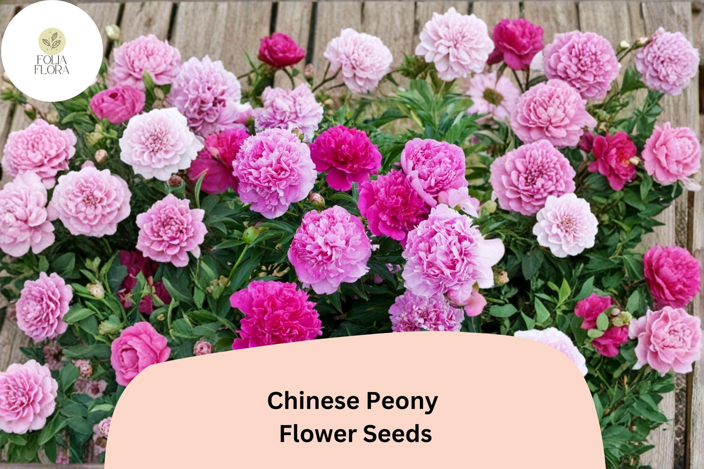 Chinese Herbaceous Peony Seeds 5 | Paeonia lactiflora Hardy Perennial Garden Flower