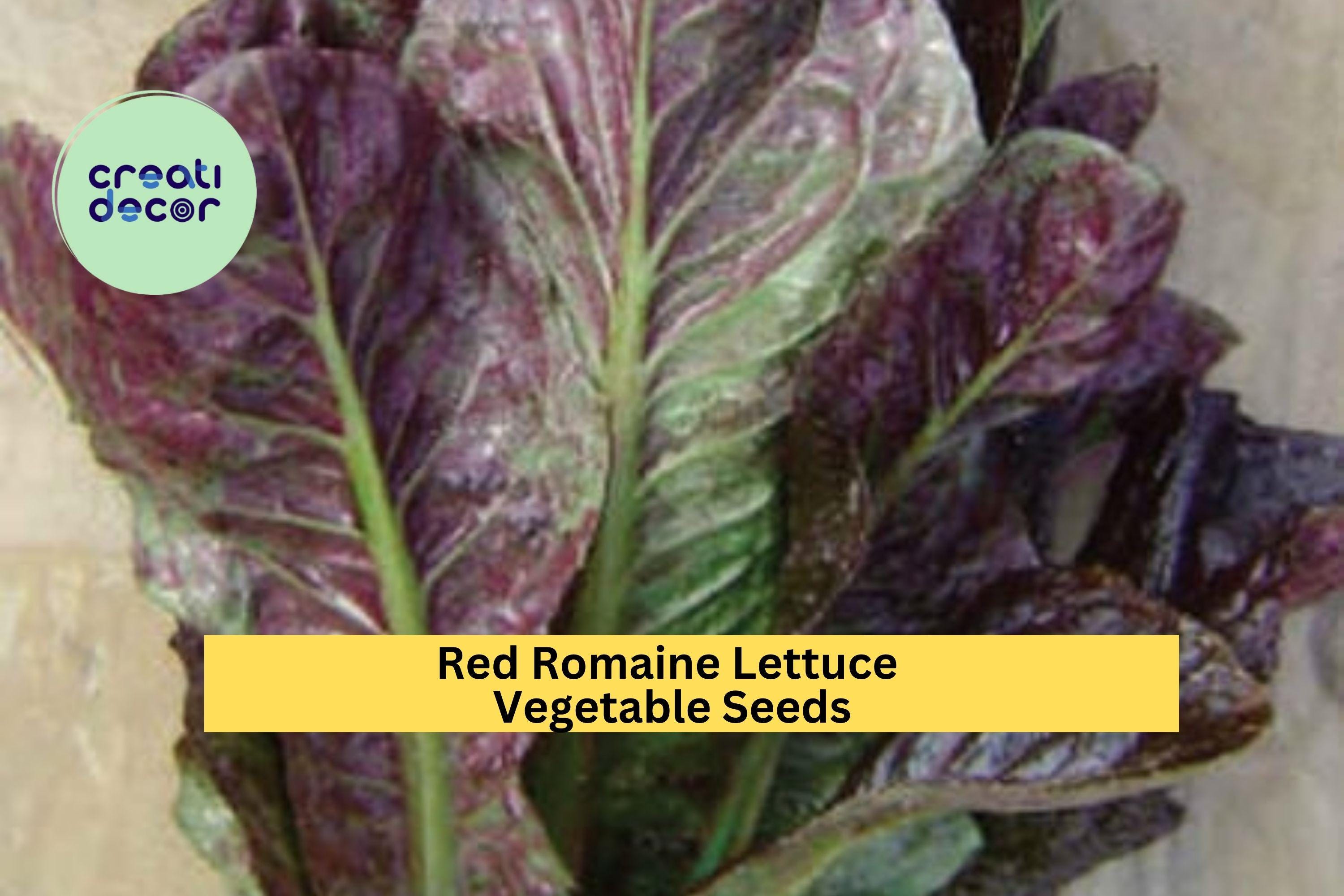 3pcs of 1g Red Romaine Lettuce Seeds – Crisp, Colorful Heirloom Variety for Salads, Raised Beds, and Container Gardens Seeds for Planting