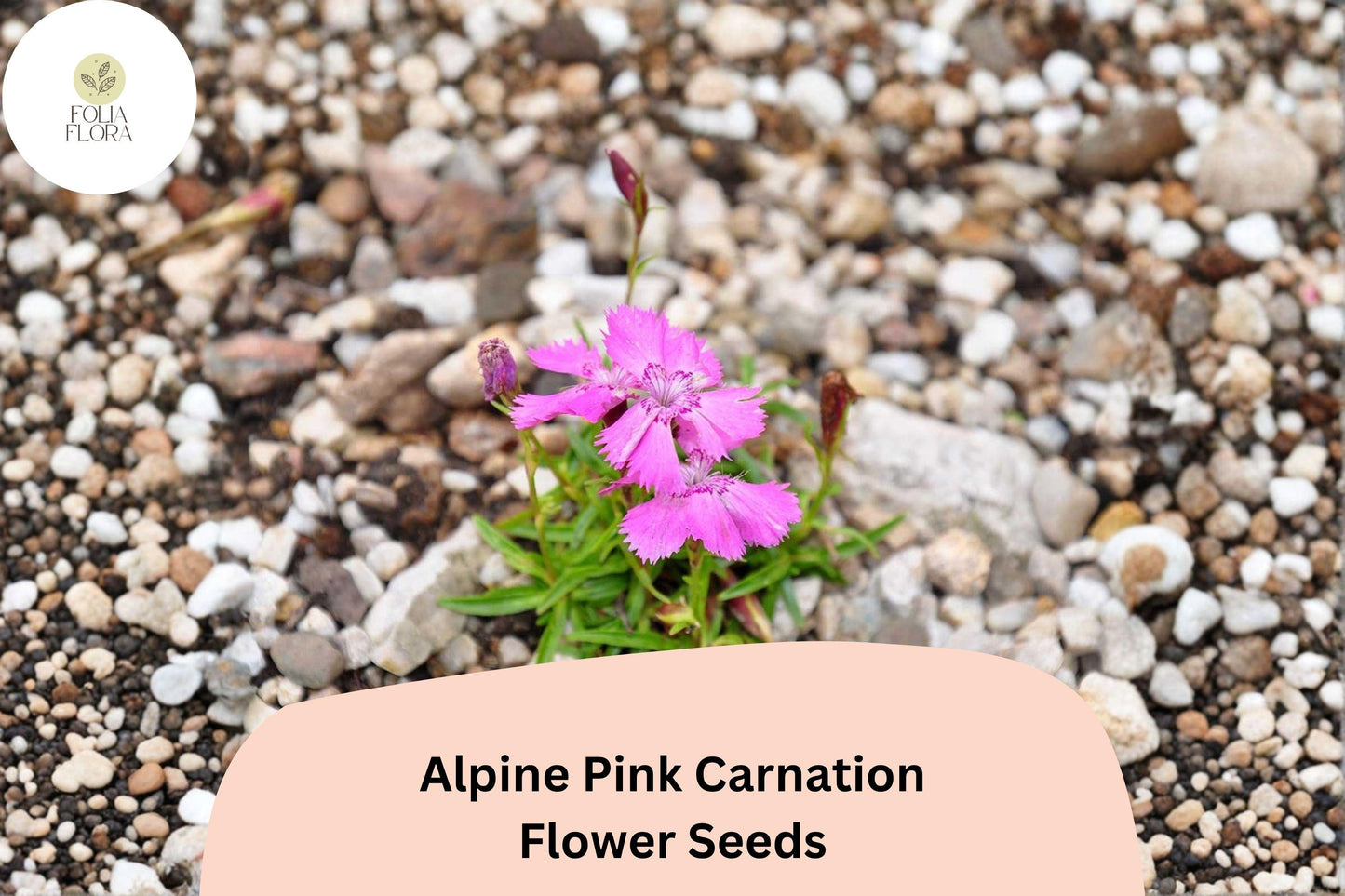 200+ Alpine Pink Carnation Seeds | Dianthus alpinus | Fragrant Hardy Perennial Flowers for Rock Gardens & Borders