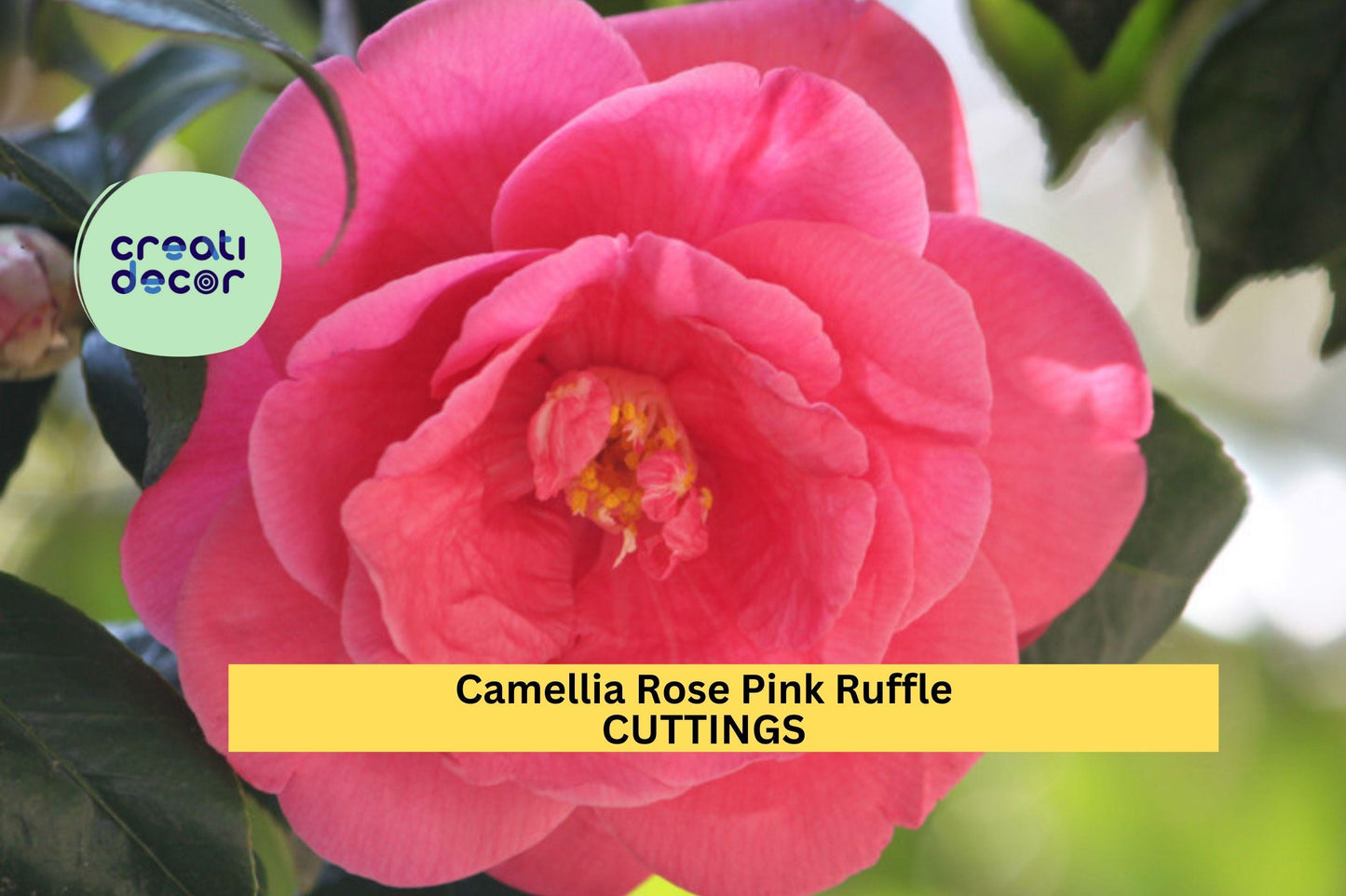 10 Camellia Rose Pink Ruffle Cuttings – Unrooted Flowering Shrub | 5” Blooms Feb–May | Camellia japonica for Garden or Container Planting