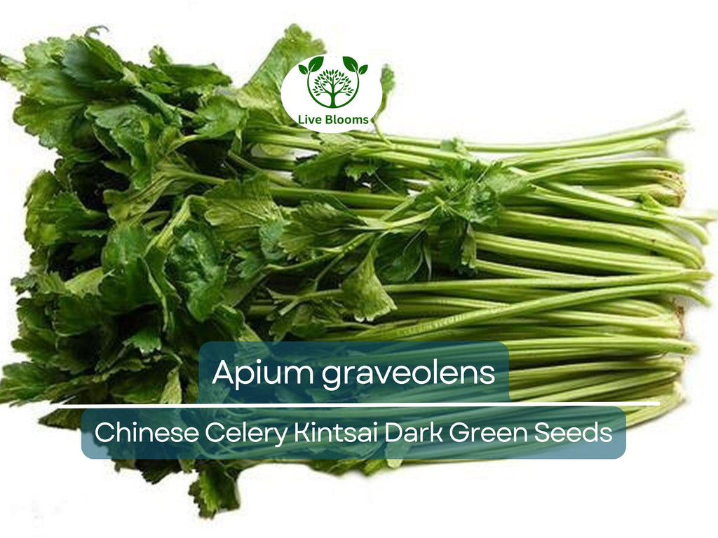 1350 Seeds Chinese Celery Kintsai Dark Green – Apium graveolens | Heirloom Celery for Planting, Gardening & Fresh Culinary Use