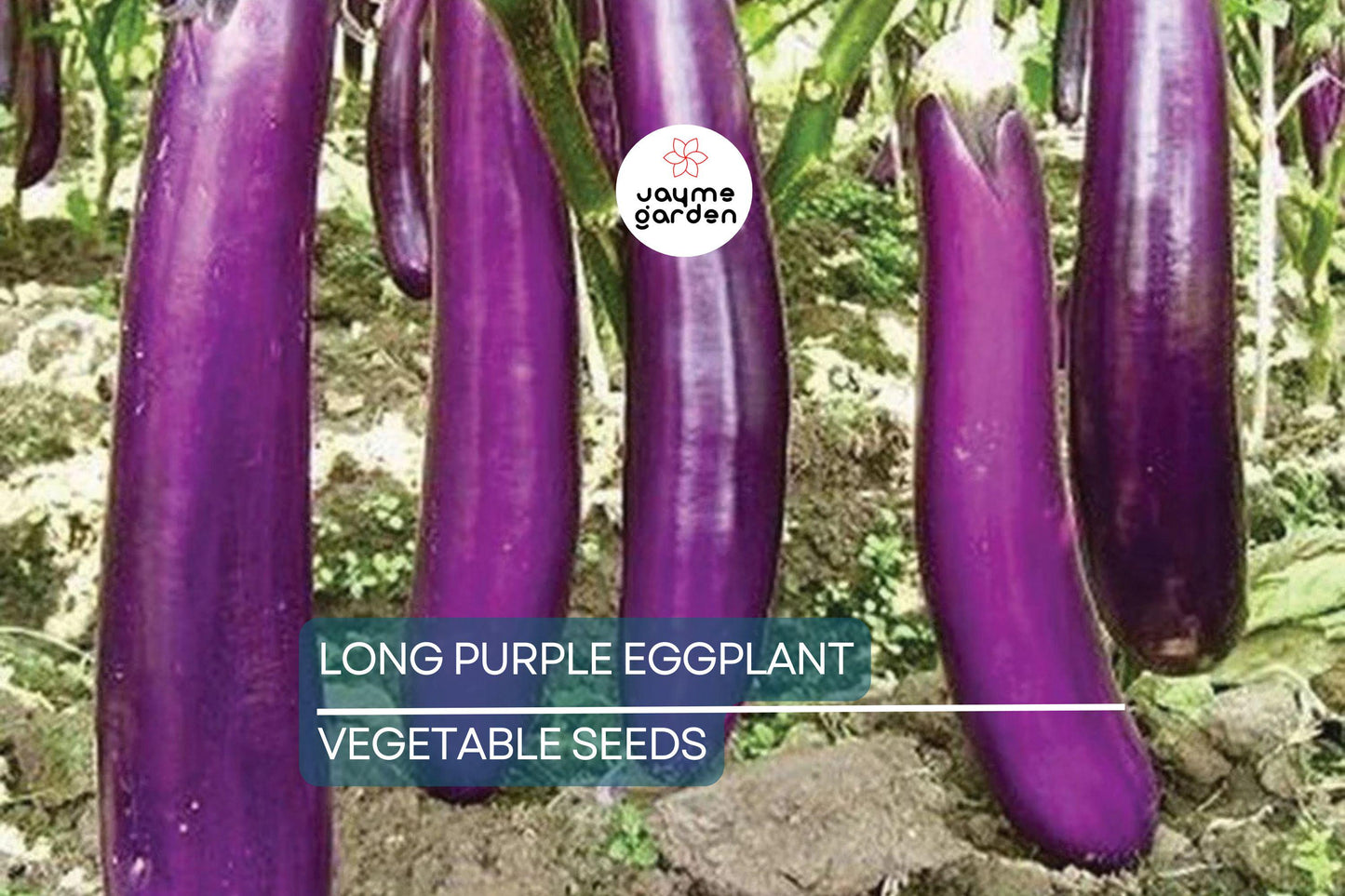 50 Long Purple Eggplant Seeds - Heirloom, NON-GMO, High Yield, USA Seller