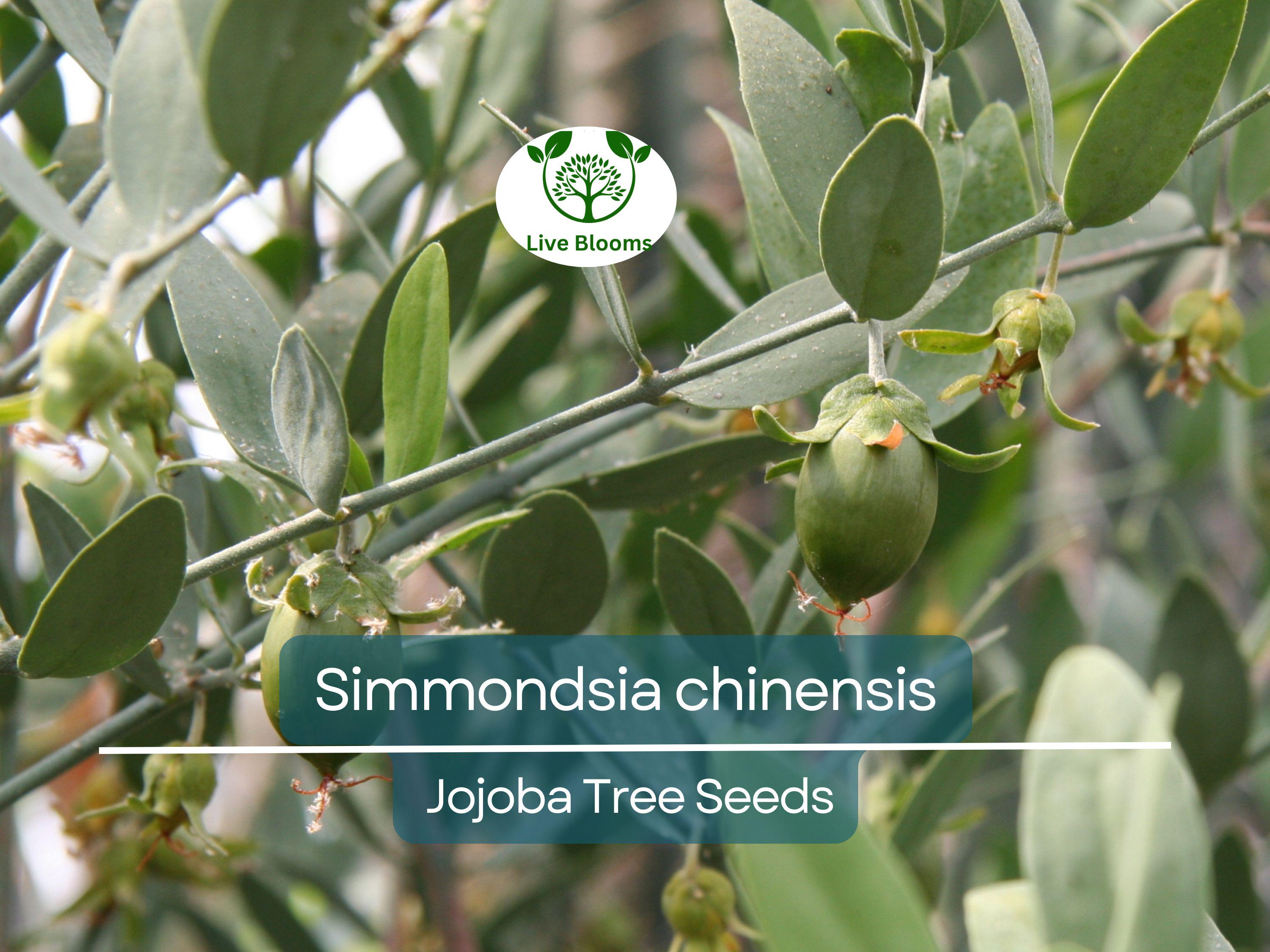 5 Seeds Jojoba (Simmondsia chinensis) for Planting | Hardy Shrub for Sustainable Landscaping, Oil Production & Wildlife Habitat