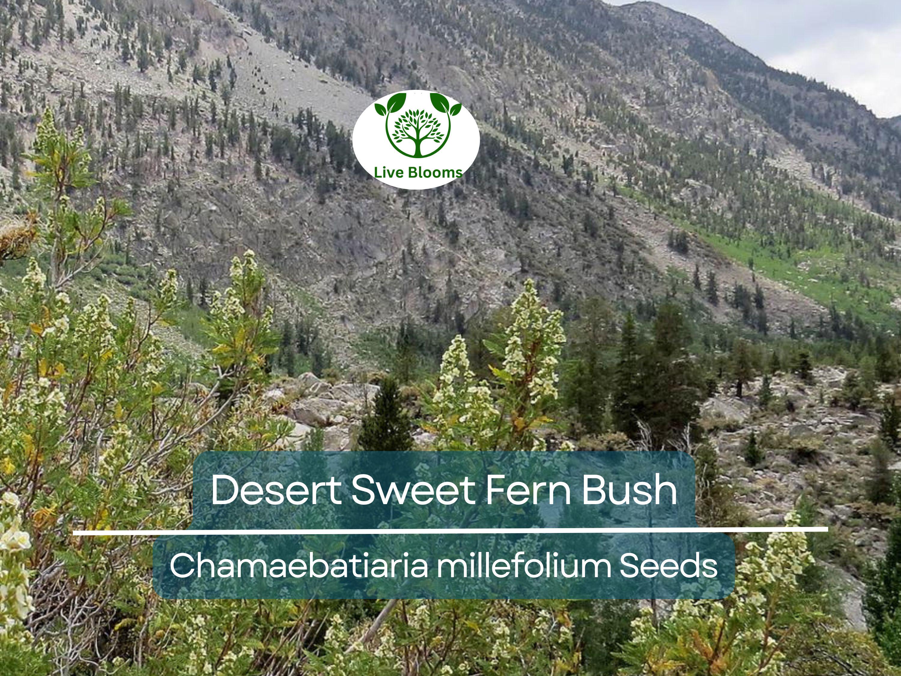 20 Desert Sweet Fern Bush Seeds (C. millefolium) | Native Hedge Shrub, Drought Tolerant, Low Maintenance, Perfect for Landscaping