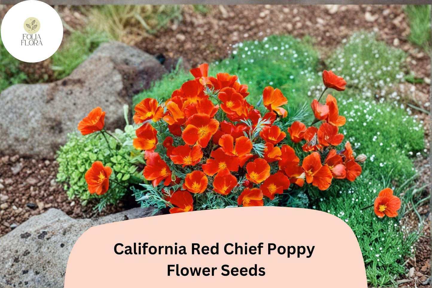 200+ California Red Chief Poppy Seeds for Garden Planting - Stunning Wildflowers