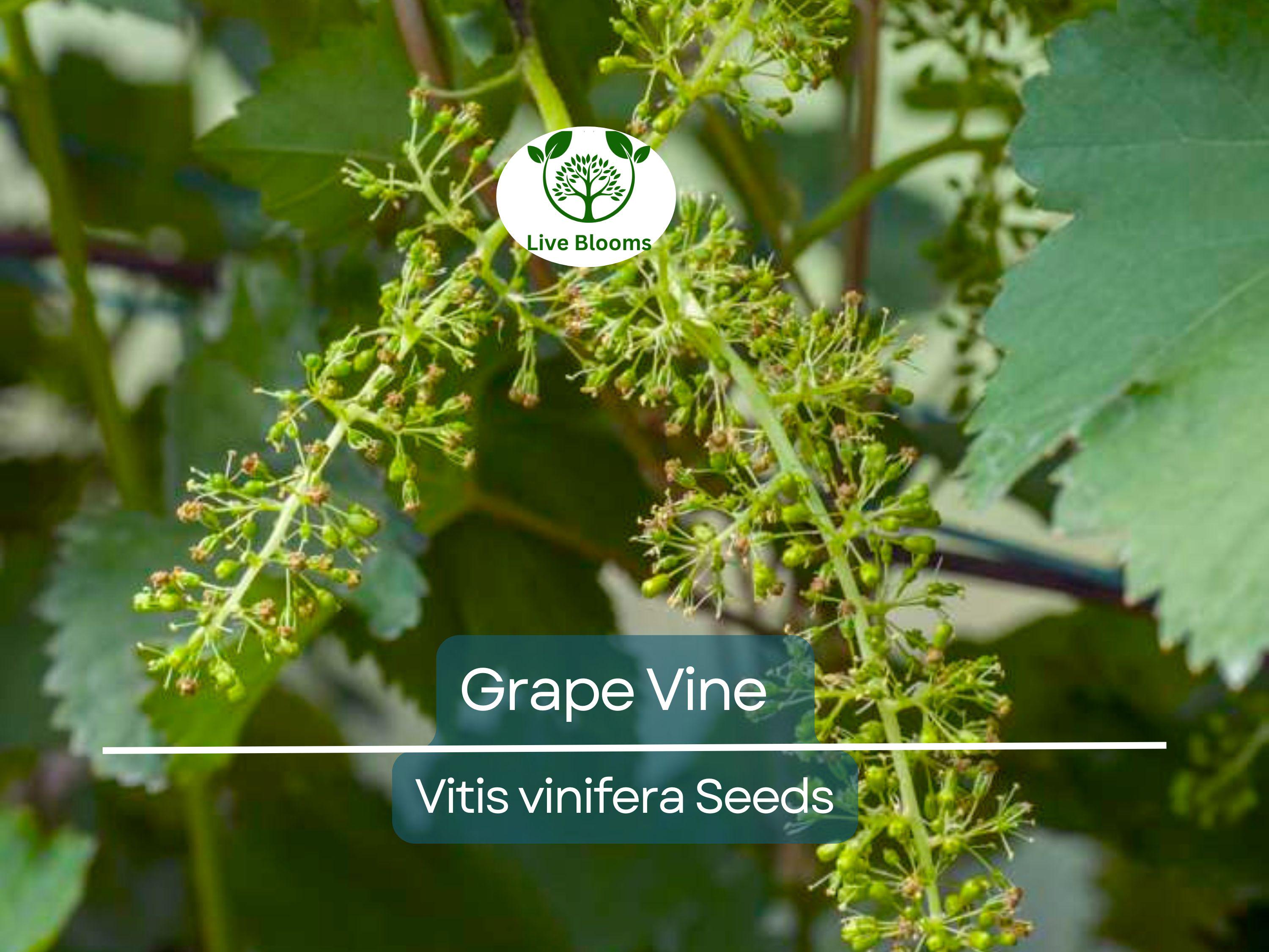 30 Grape Vine Seeds (Vitis vinifera) | Wine Grape Seeds for Planting | Grow Your Own Grapes, Perfect for Vineyards & Home Gardens