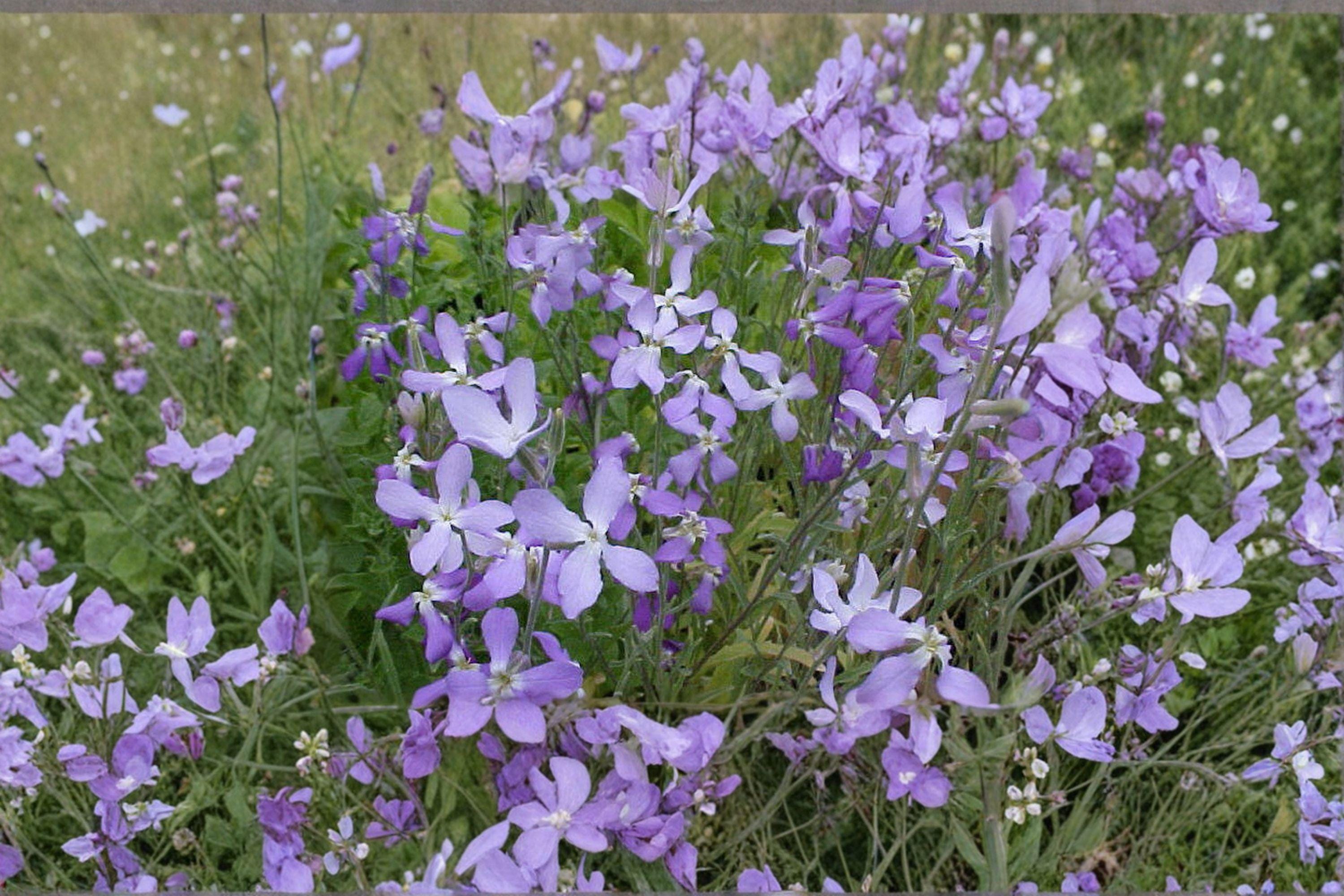 Evening Scented Stock – Matthiola longipetala Seeds | 100 Seeds | Fragrant Night Blooming Flower