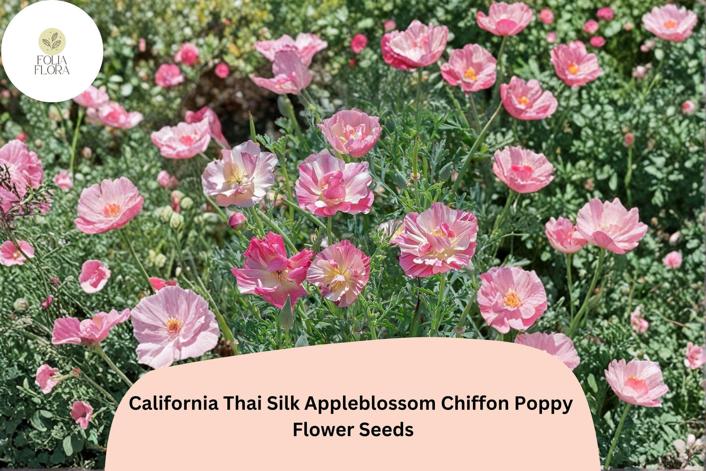 200+ California Thai Silk Appleblossom Chiffon Poppy Seeds for Garden Planting