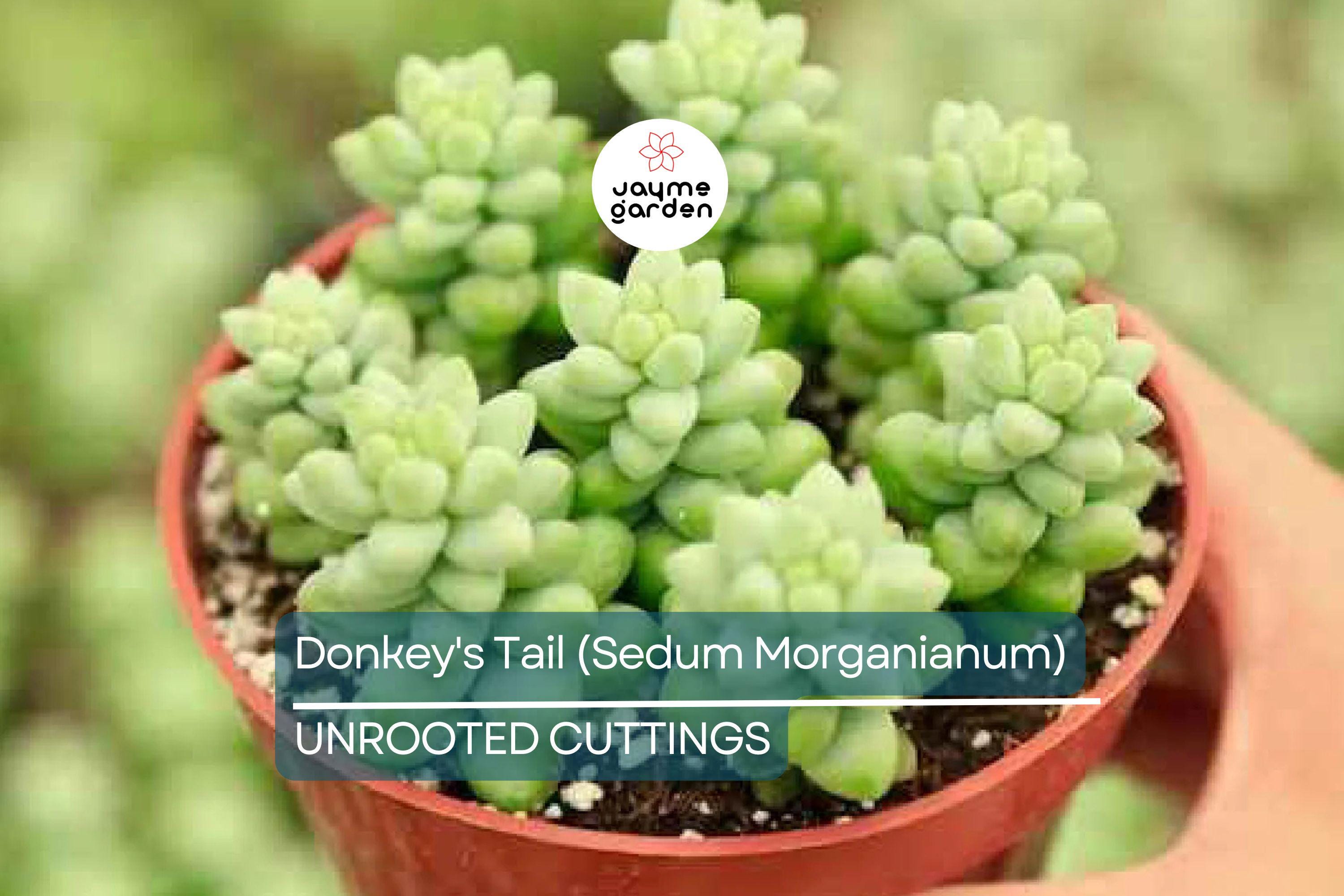 5" Donkey's Tail Succulent Cuttings (Sedum Morganianum) | 3 Fresh Burro’s Tail Cuttings | Trailing Succulent | Easy-Care Houseplant