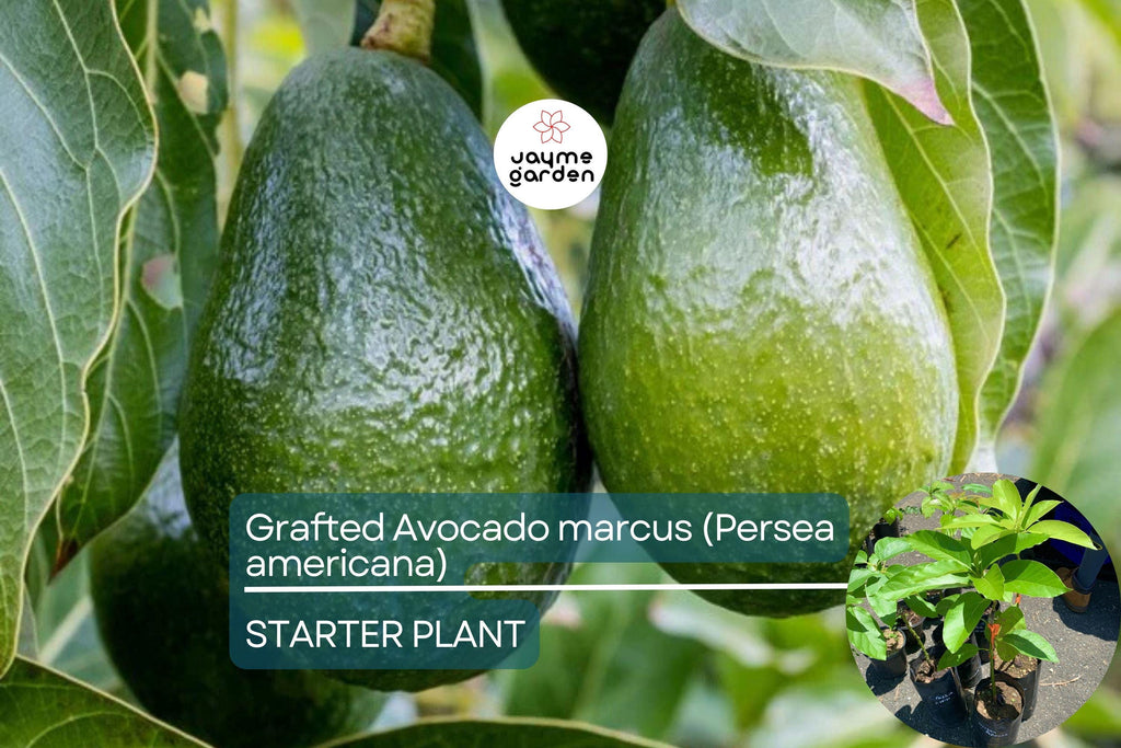 1 Grafted Avocado Marcus (Persea americana) – Live Tropical Fruit Tree 12”-24” Tall, Early Fruiting, Sweet Zapote Fruit