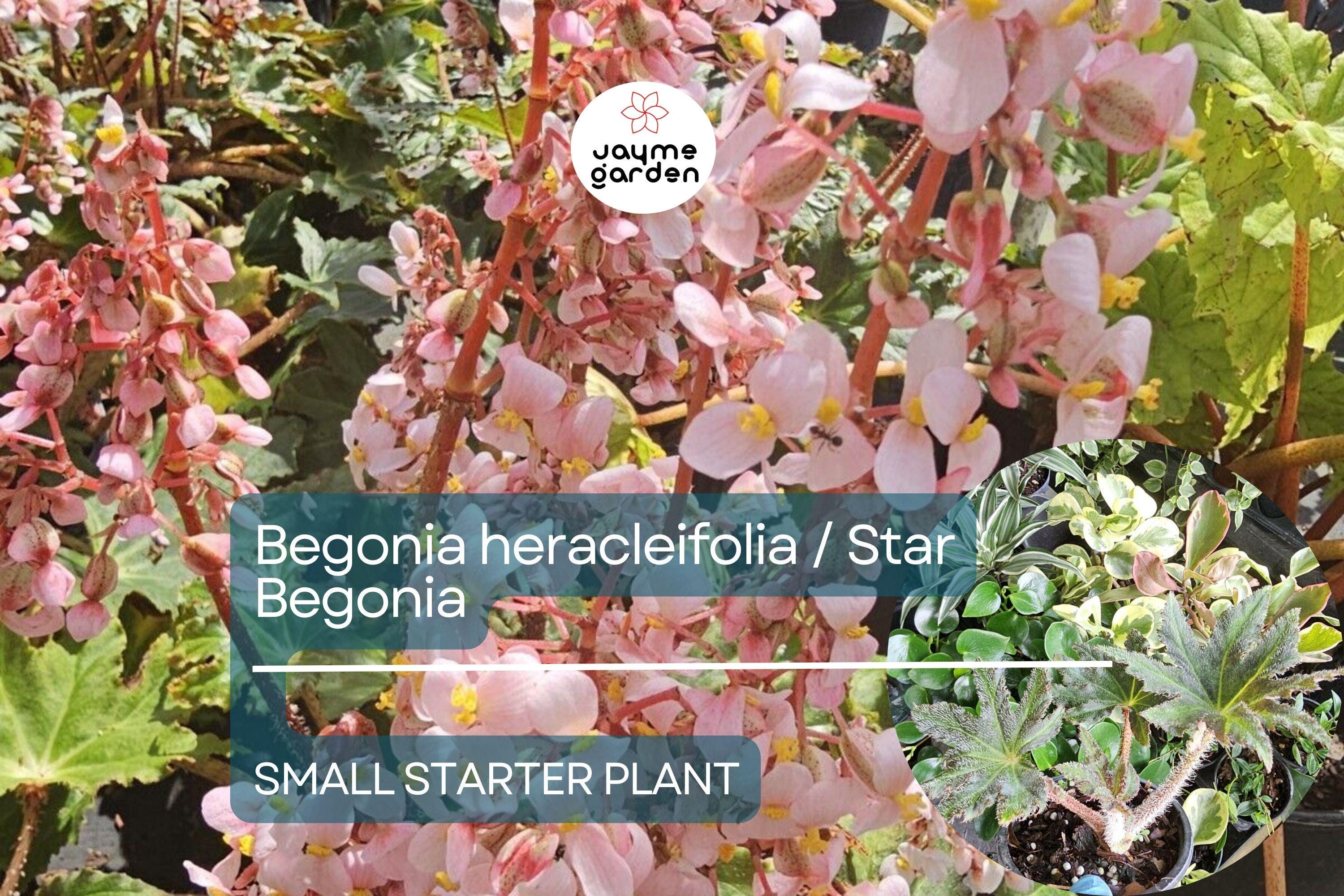 Begonia heracleifolia Starter Plant - Hybrid Rhizomatous Star Begonia - Unique Foliage for Indoor Decor, Terrariums & Tropical Gardens