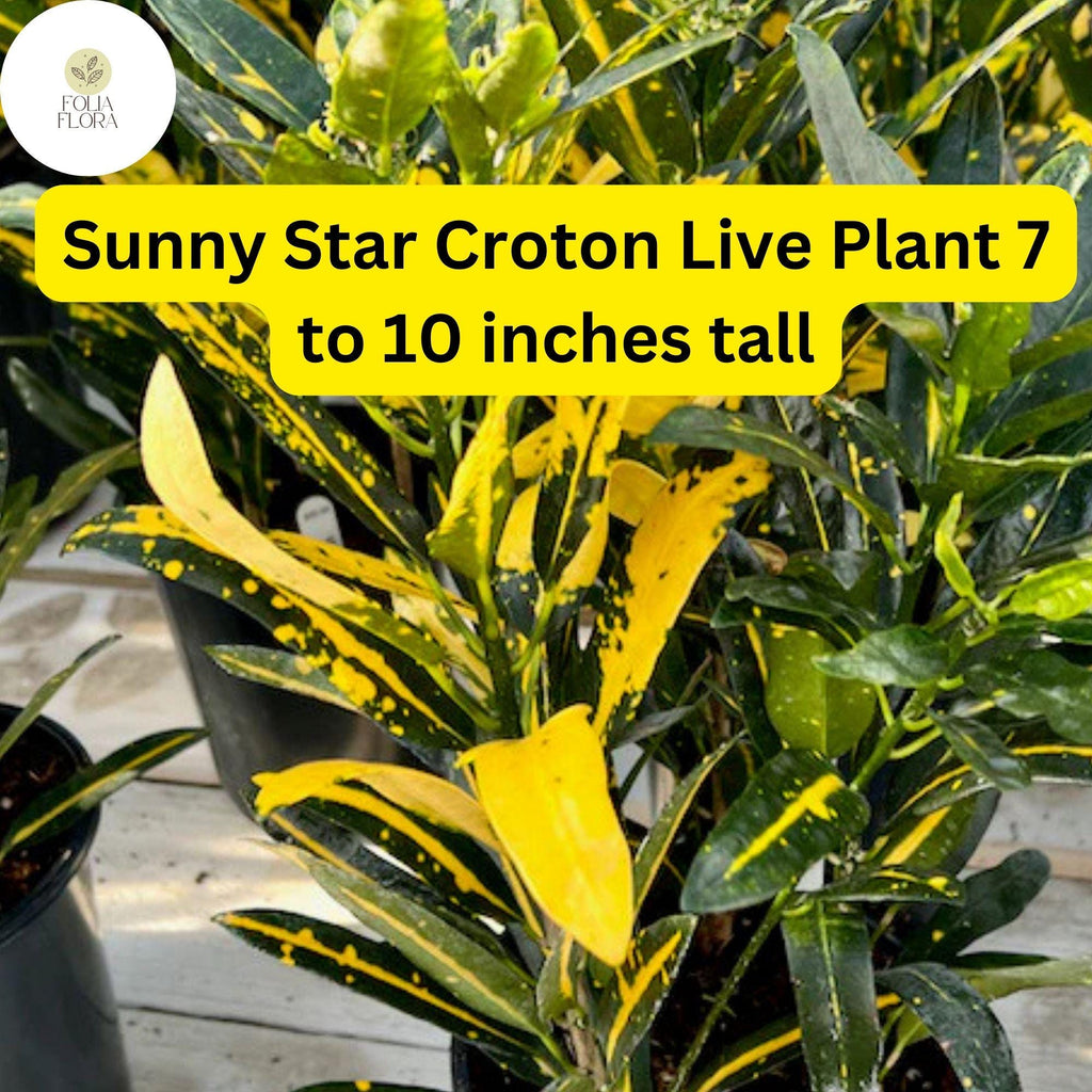 1 Codiaeum Variegatum ‘Sunny Star’ – Croton Bare Root Live Plant 7-10” Tall – Vibrant Tropical Foliage