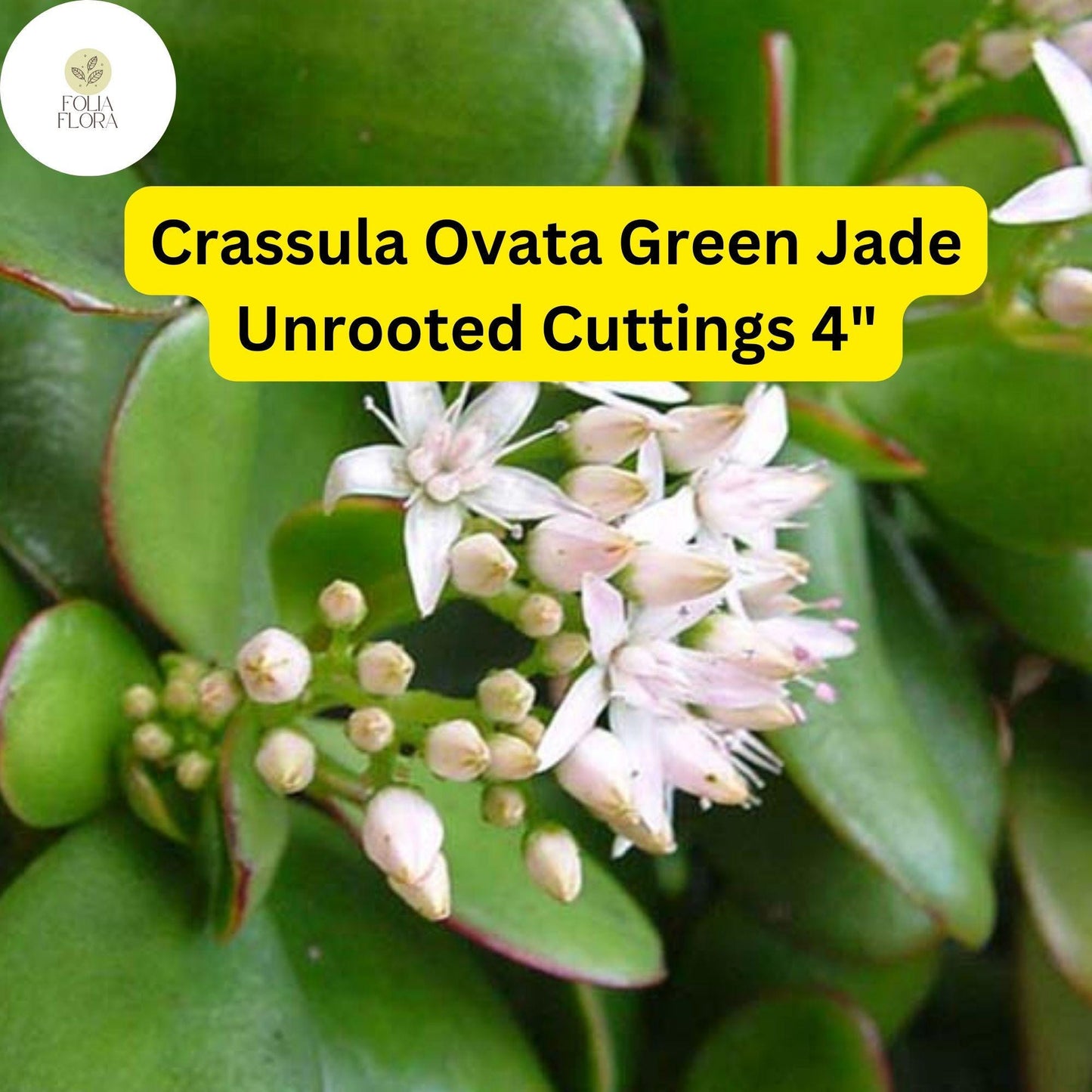 Crassula Ovata ‘Green Jade’ | 3 Unrooted 4” Cuttings | Money Tree, Easy-Care Succulent, Bonsai, Drought-Tolerant Houseplant