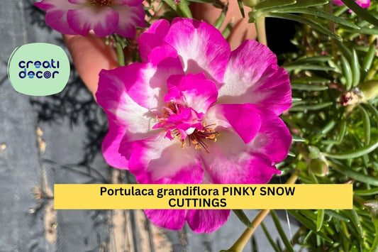 10 “Pinky Snow” Portulaca Cuttings | 5" Unrooted Grandiflora Starts | Pink-White Blooming Succulent | Heat-Loving Ground Cover