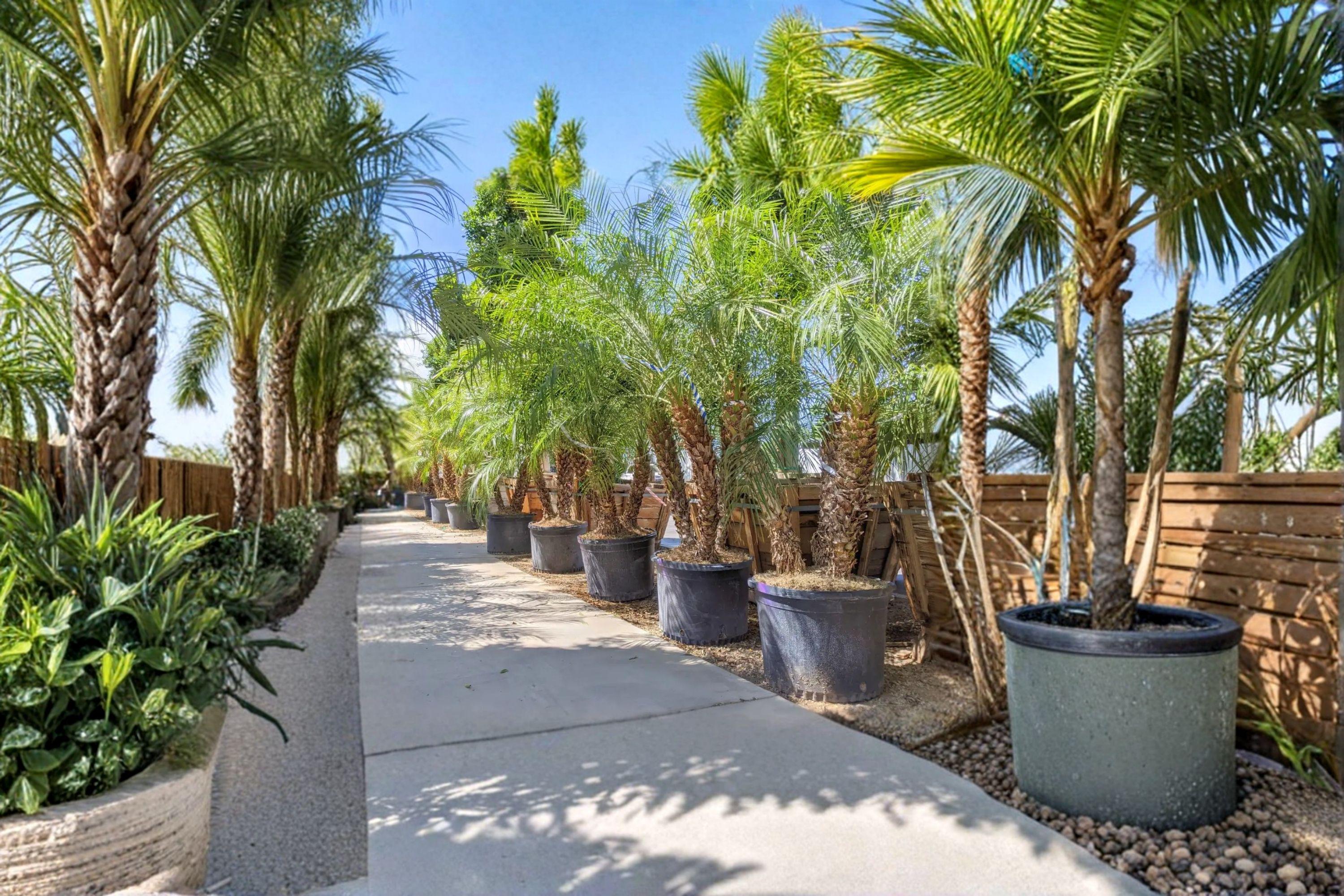 Pygmy Date Palm Seeds – Phoenix Roebelenii, Indoor Container (5 Seeds)