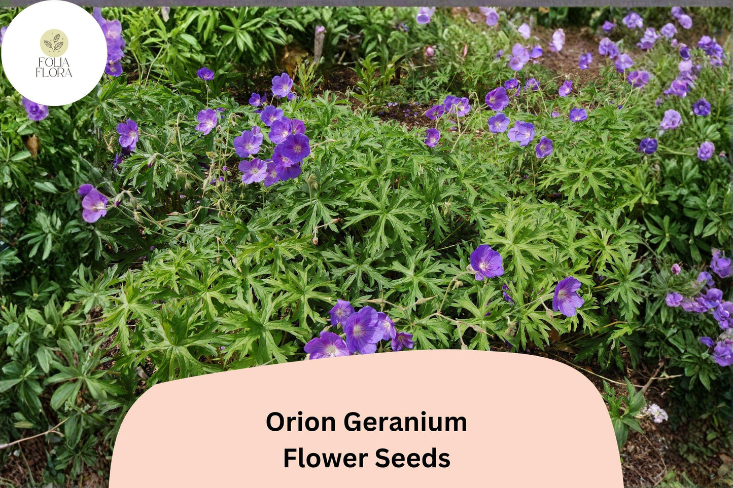 25+ Orion Geranium Seeds | Hardy Perennial | Violet-Purple Blooms for Garden Borders & Pollinator Gardens