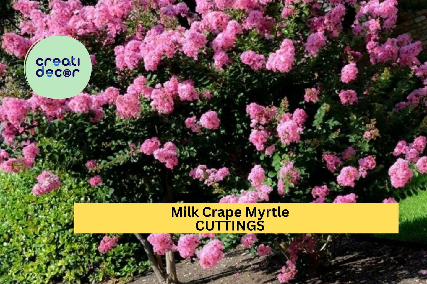 7 Live Stems for Rooting - Crape Myrtle Cuttings , Fast Growing Lagerstroemia Plant, Summer Flowering Shrub or Small Ornamental Tree