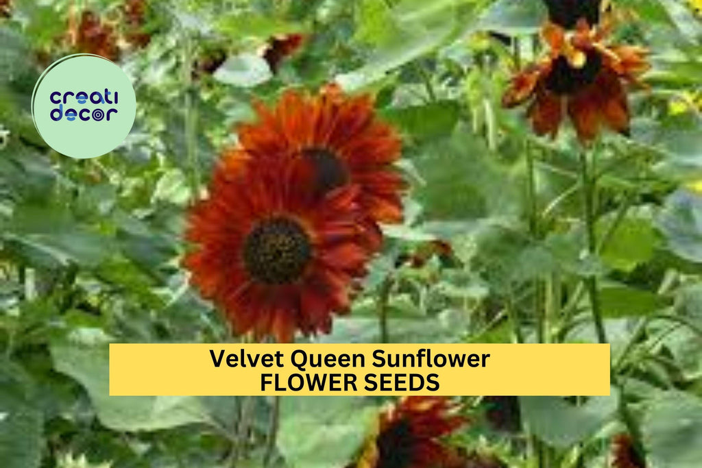 3pcs of 1g Velvet Queen Sunflower Seeds – Deep Red Blooms, Bold Cut Flowers for Pollinator Gardens & Summer Borders Seeds for Planting