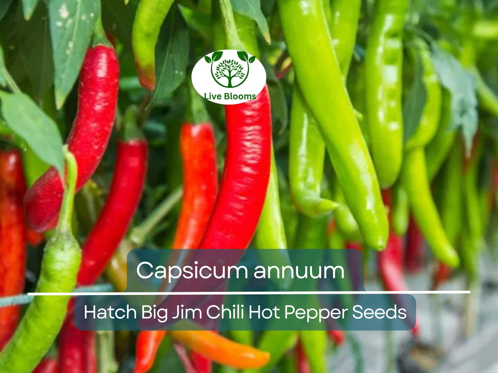 30 Seeds Hot Hatch Big Jim Chili Pepper – Capsicum annuum | Heirloom Hot Pepper for Planting, Gardening & Flavorful Harvests