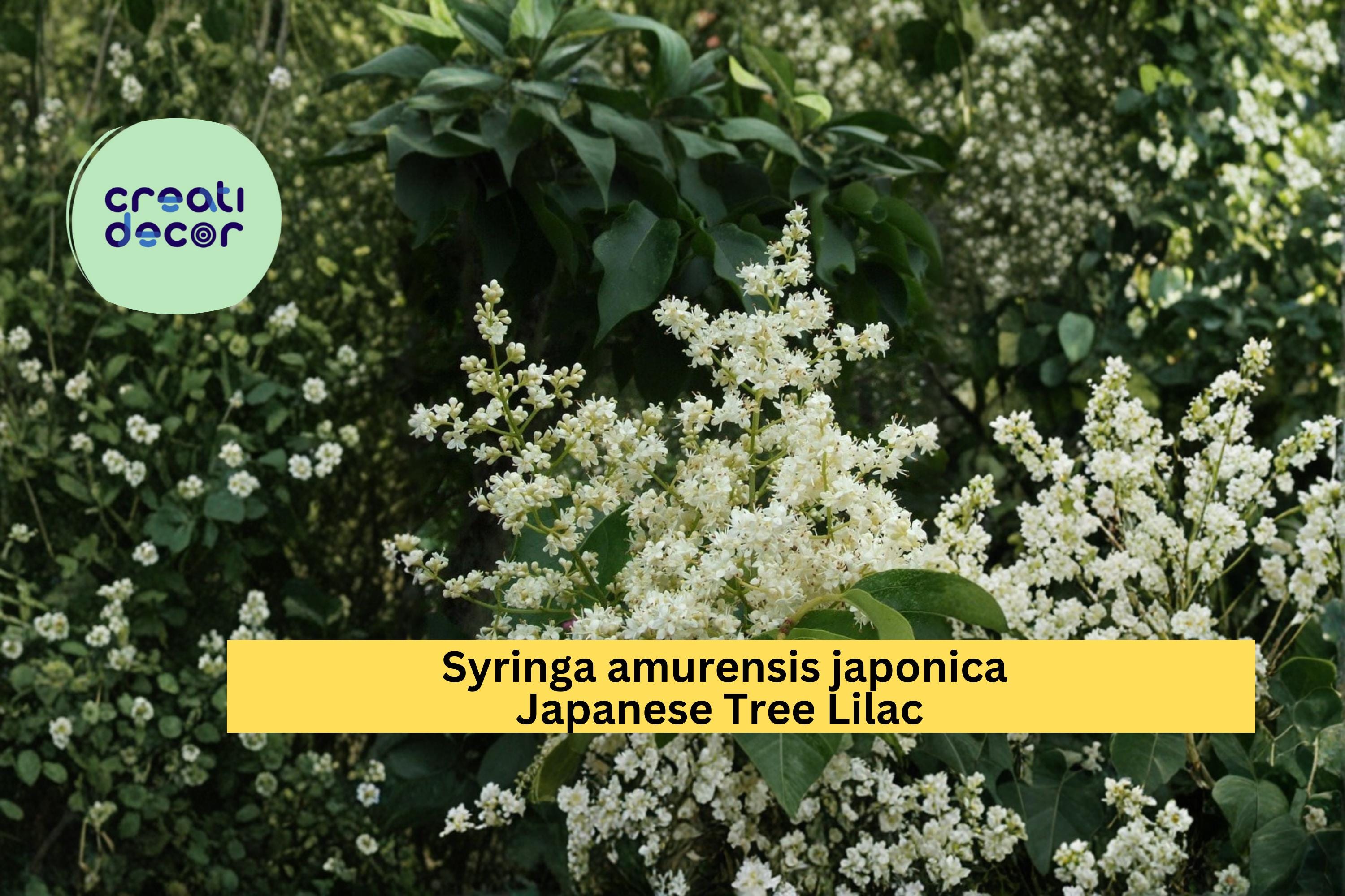 Japanese Tree Lilac Seeds Syringa amurensis japonica 10 Count Hardy Fragrant White Flower Tree Seeds