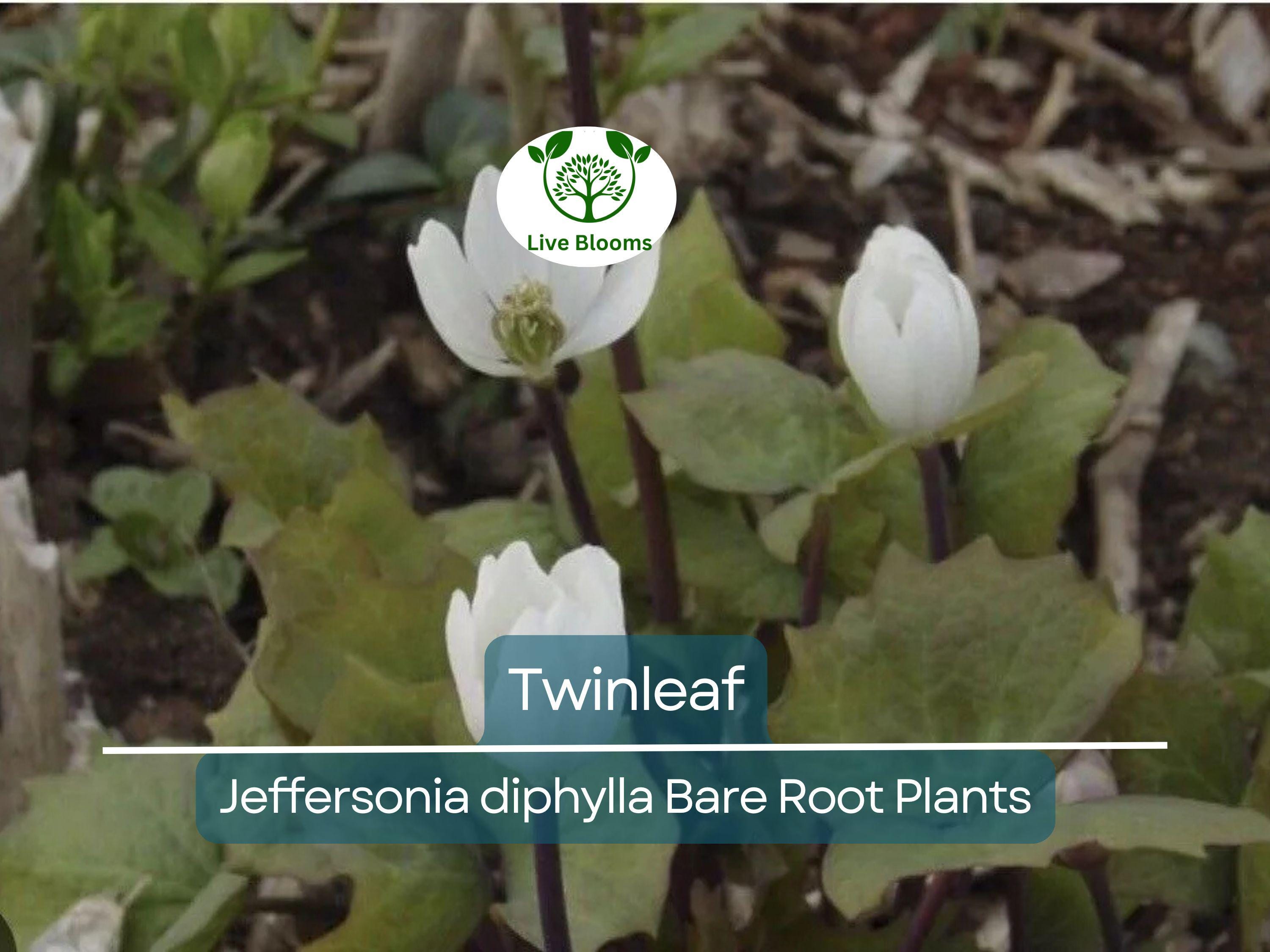 10 Twinleaf Bareroot Plants – Jeffersonia diphylla – Organic Native Wildflower, Shade Perennial, Woodland Garden, Rare Herb