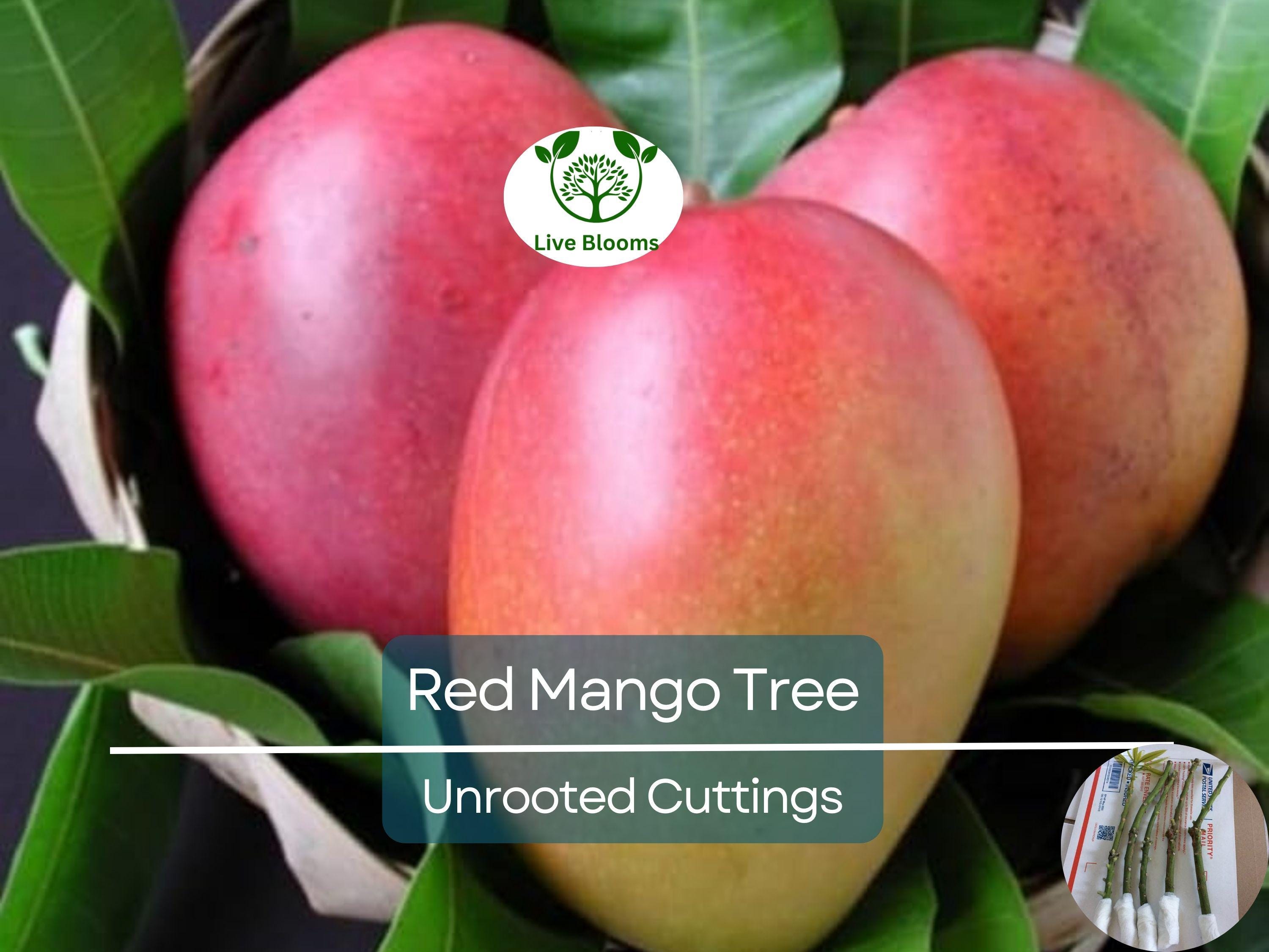 5 RED MANGO Fruit Tree Scion Unrooted Cuttings for Rooting or Grafting - Mangifera indica, Tropical Fruit, Sweet Red Mango