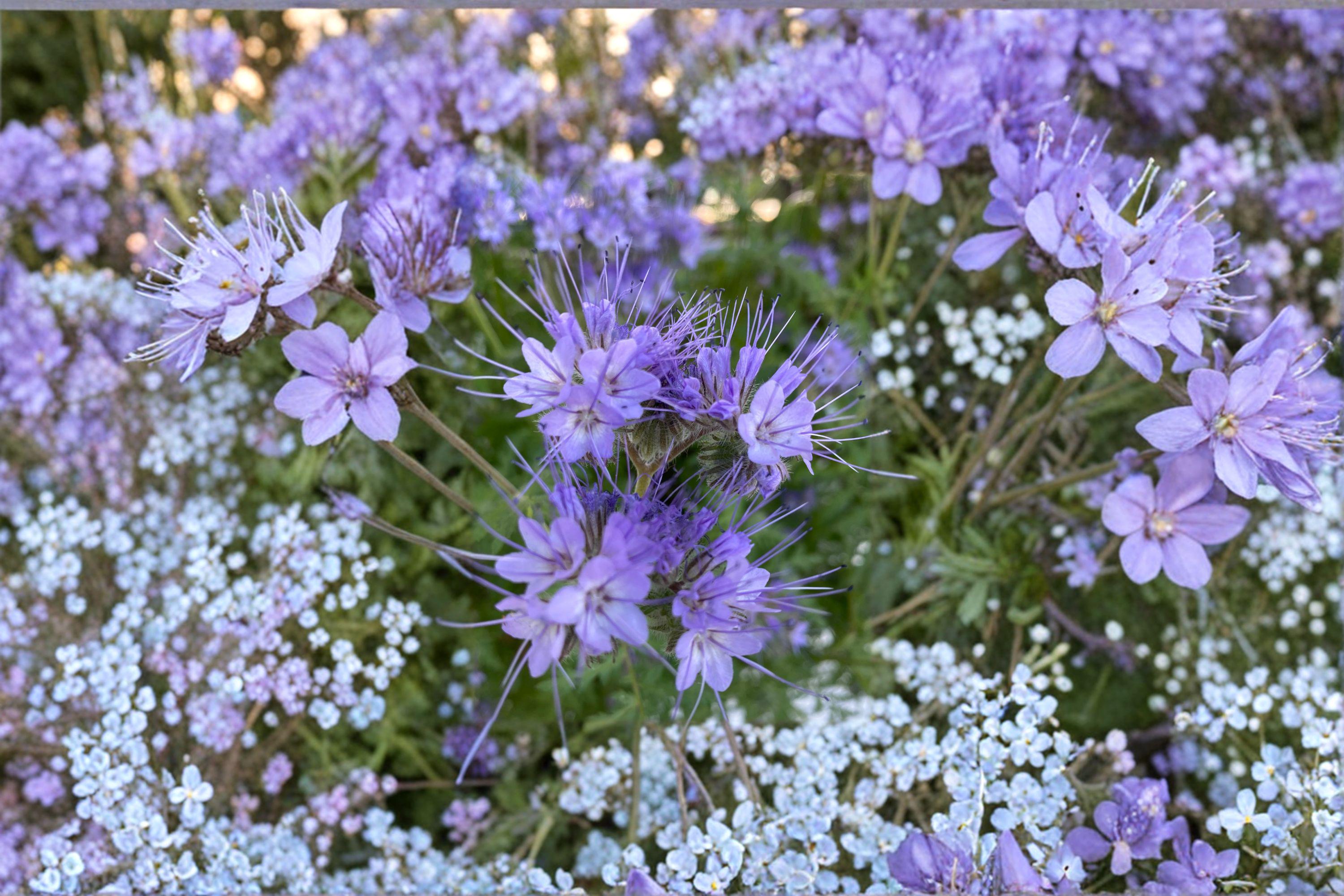 Lacy Phacelia – Phacelia tanacetifolia, Native Annual Wildflower | Bee Magnet (100 Seeds)
