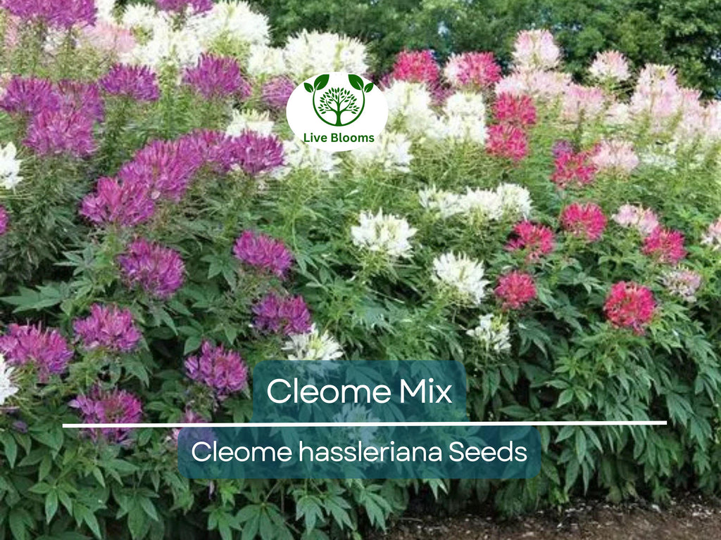 200 Cleome Spider Flower Seeds – Mixed Colors | Cleome hassleriana | Fall Planting | Pollinator Friendly | Non-GMO Wildflower