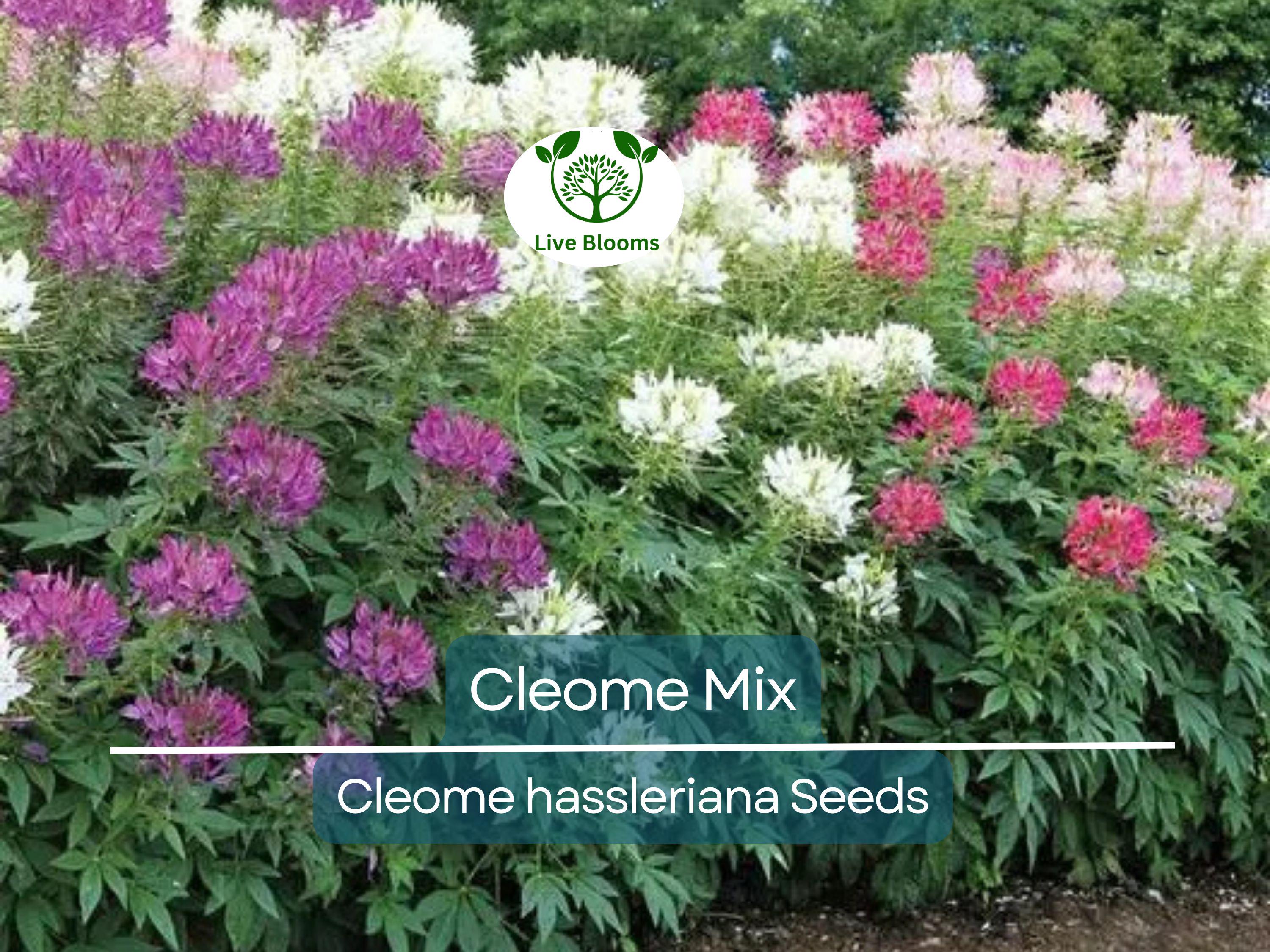 200 Cleome Spider Flower Seeds – Mixed Colors | Cleome hassleriana | Fall Planting | Pollinator Friendly | Non-GMO Wildflower