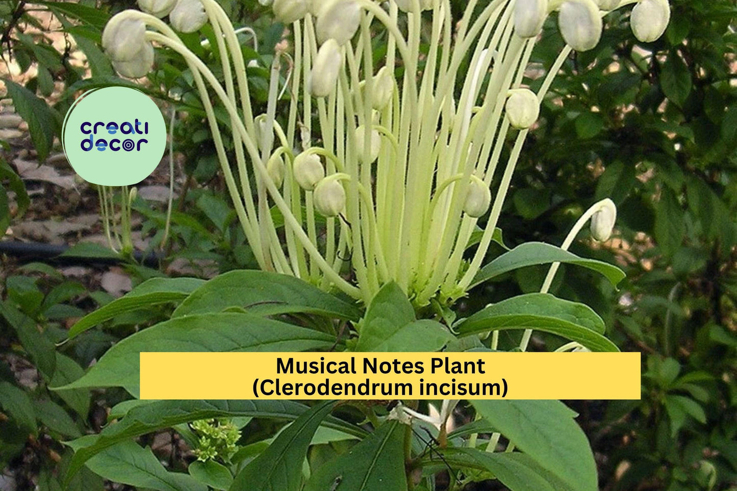 Musical Notes Plant | Clerodendrum incisum | Live Rooted Starter Tropical Flowering Shrub